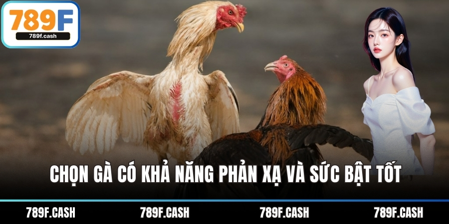 Chọn gà có khả năng phản xạ và sức bật tốt