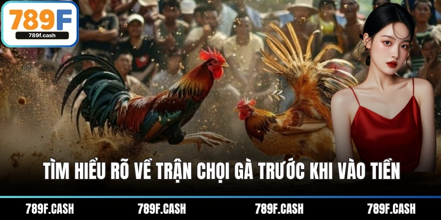 Tìm hiểu rõ về trận chọi gà trước khi vào tiền